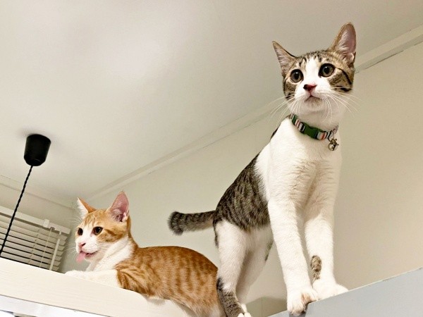 すくすくと成長した（左から）月ちゃん、テトくん（画像提供：たちつてとさん）