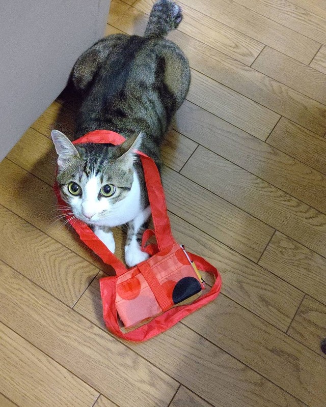 エコバッグ持ってお買い物、お買い物