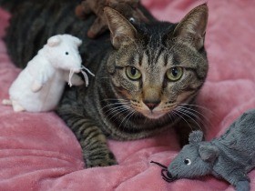 「猫年じゃないけど、よろしくニャ」　ネズミの子分を従えた愛猫