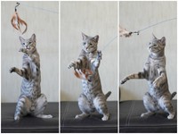 嵐は社員さんに猫じゃらしで遊んでもらうのが大好き