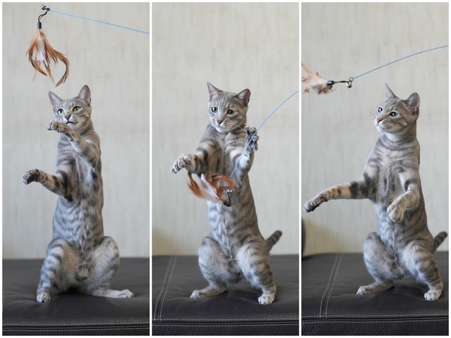 嵐は社員さんに猫じゃらしで遊んでもらうのが大好き