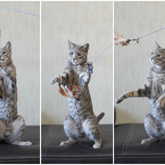 嵐は社員さんに猫じゃらしで遊んでもらうのが大好き