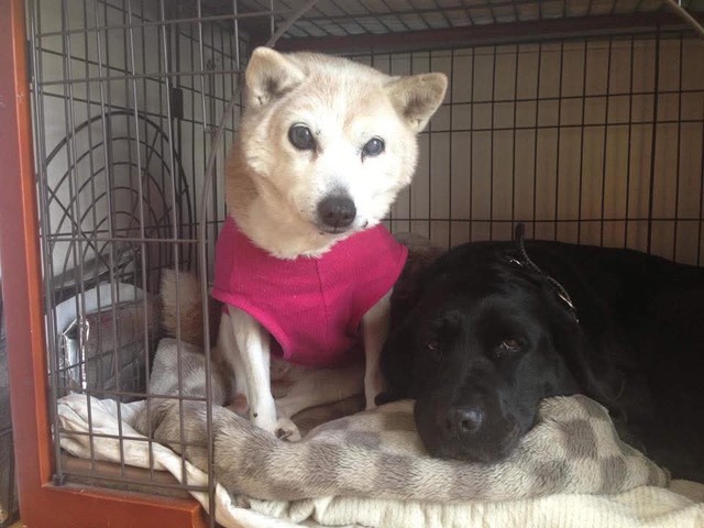 捨て犬だったそばと初代盲導犬のフリル