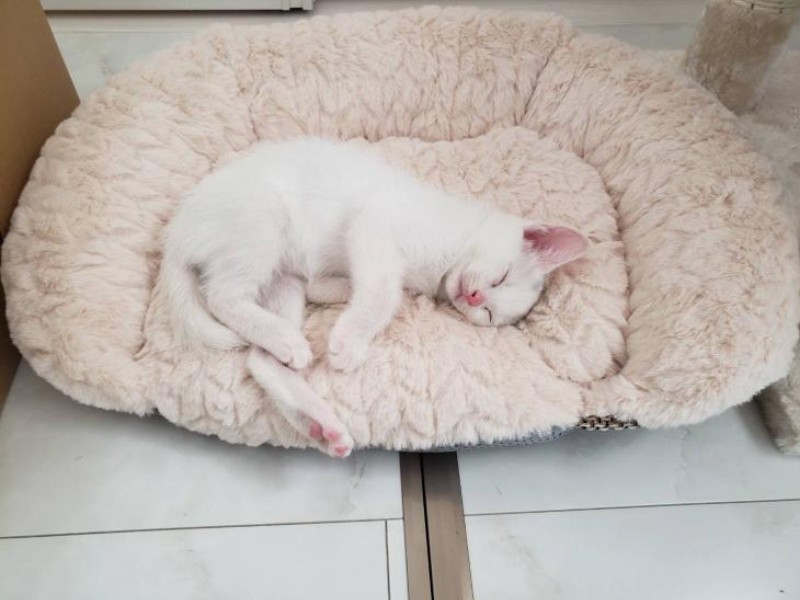 家に来たころの「リラ」