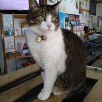 美猫たまちゃんのお出迎え