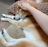 「うちも田舎ですが室内飼いです」という飼い主さんの側で安心して眠る柴犬、ホップくん（画像提供：柴犬ウィッシュ&柴犬ホップさん）