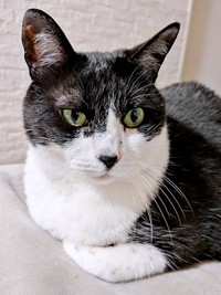 お鼻の黒色と前足の「ごま塩」、コーディネートしたようなハナちゃん（画像提供：Ai Tannoさん）