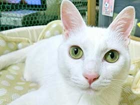 お腹をコロン「ゴメンなちゃい！」　真っ白な猫「マイケル」