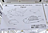 横浜・八景島シーパラダイスの電車広告。記憶を頼りに描いた「アロワナ」（画像提供：すこやかむいむいさん）