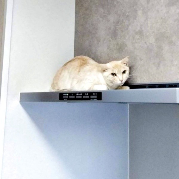 まだ家に慣れていない頃、家中を探したら換気扇の上に乗っていたアメリちゃん（画像提供：cittaちゃん）