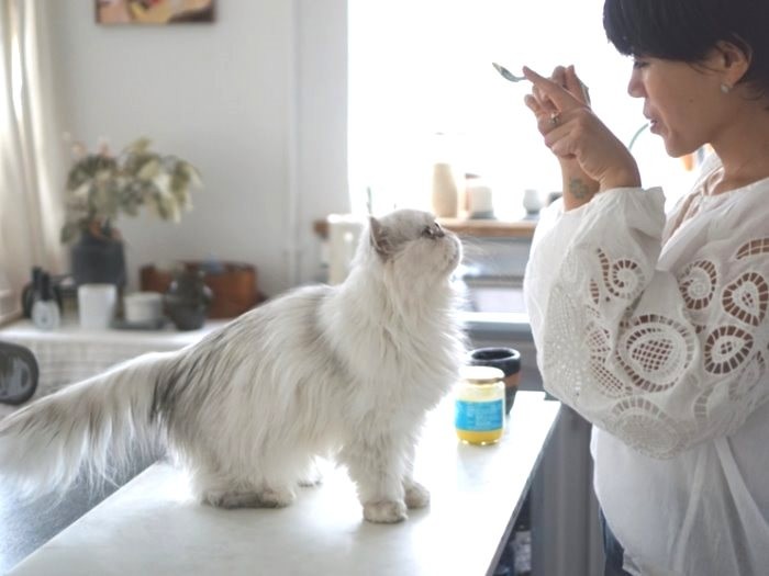 ナチュラルフードのほか、ギー（バターを煮詰めたもの）を栄養補給にしている。おやつは「LA CHATON」のチキンペーストを愛用中