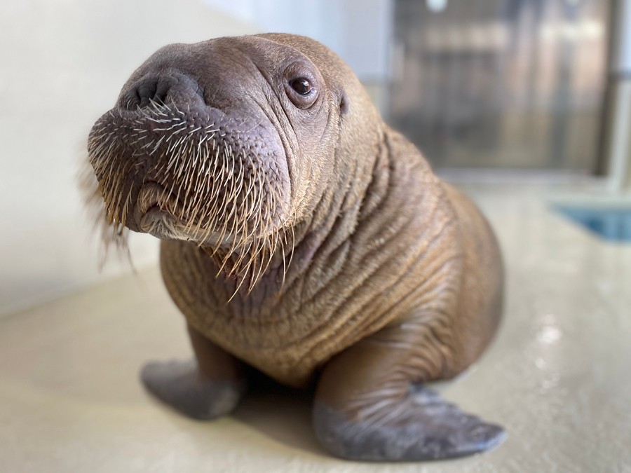 ガラガラ～ペッ！」セイウチの“うがい”が話題！ 飼育員さんのいない