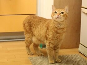 野良猫ストリートの捨て猫　人懐っこさに夫も涙し、家に迎えた