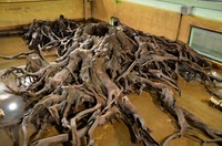 複雑に絡まった根。2000年前の種子なども発見された
