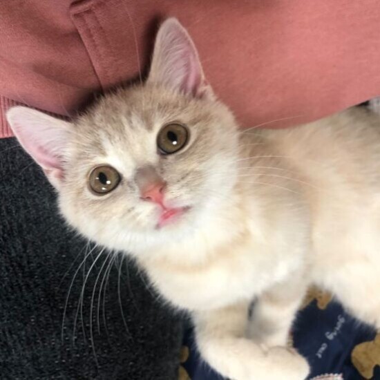 家にきたころの「Anya(アーニャ)」