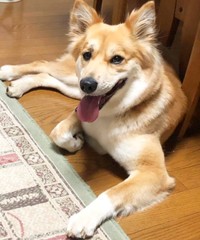 にっこり笑顔がかわいらしいチャロちゃん（画像提供：雑種犬チャロさん）