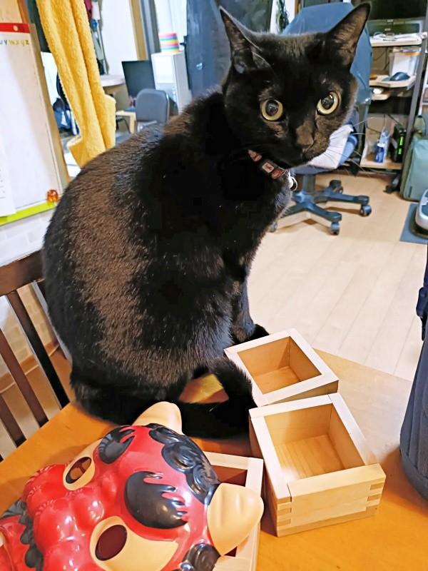 すくすくと成長！ 家族に笑顔をもたらす存在になったちーちゃん（画像提供：chokobird5さん）