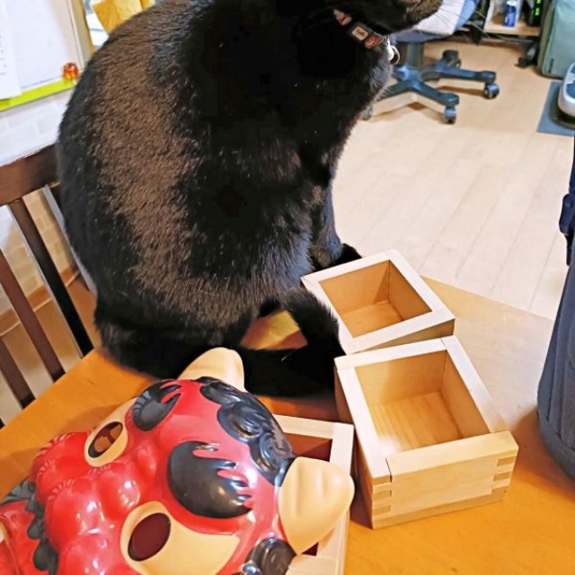 すくすくと成長！ 家族に笑顔をもたらす存在になったちーちゃん（画像提供：chokobird5さん）