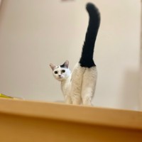 見返りながら尻尾ぴーん！