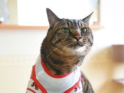 義足の猫チビタ　「安楽死」宣告を乗り越え１０年