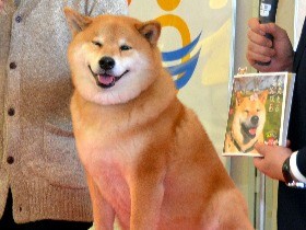 柴犬まる、三重に来たわん　紀州犬とも対面