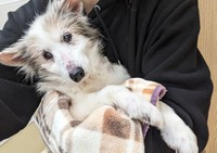 繁殖場からはぴねすに保護されたふわちゃん