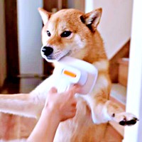 「胸毛をお願い」 自ら二足立ちしてアピールするいろりくん（画像提供：柴犬いろりさん）