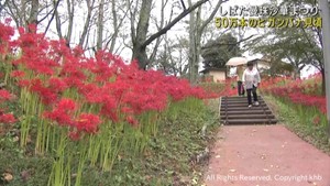 約５０万本のヒガンバナが見頃　宮城・船岡城址公園