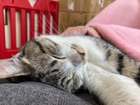 保護当日のチョコちゃん。さっきまでお外で暮らしていたとは思えないほどリラックスしています