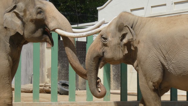 アジアゾウ 2023.4