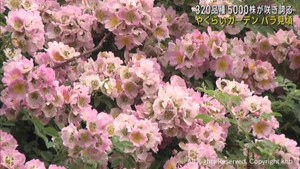 色とりどりのバラが見頃　３２０品種５０００株　宮城・やくらいガーデン