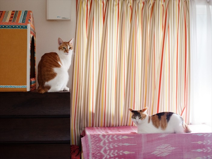 「女同士の会合なの、邪魔しないで」（小林写函撮影）