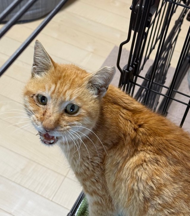 防犯カメラに何度も映っていた男性が涙した理由とは？（画像提供：今村かなえさん）