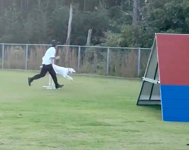 アジリティに挑戦中の麦ちゃん。みのかささんの指示通り、次々と障害物をクリアする姿がカッコいい！（動画からキャプチャー／提供：みのかさ さん @inekaratukutta）