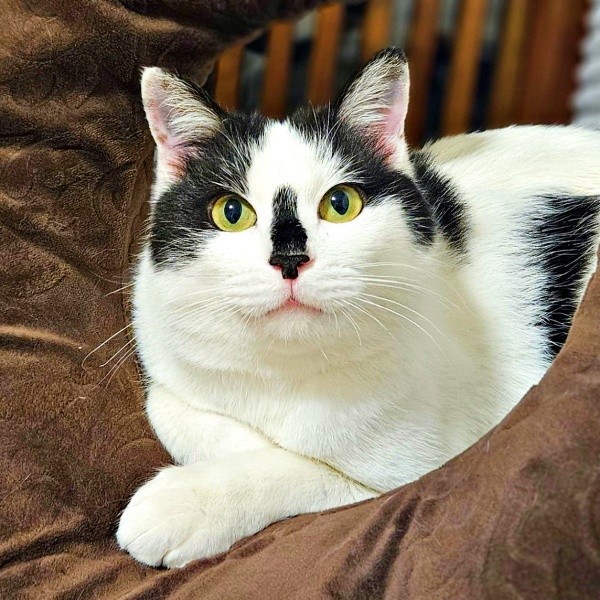 甘えん坊で飼い主さんをメロメロにしている豆大福くん（画像提供：きりこさん）