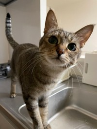 シンクで水を出してもらうのを待つはづきちゃん＝とうふさん（@uratakaxx）提供