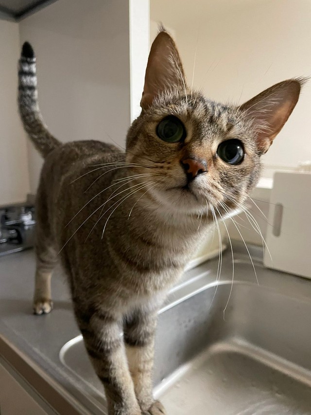 シンクで水を出してもらうのを待つはづきちゃん＝とうふさん（@uratakaxx）提供