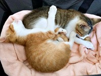 飼い主さんの家に迎えられた生後推定3カ月の（左から）タルトくん、ショコラくん（画像提供：ショコタルさん）