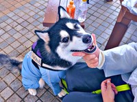 アゴ乗せして笑みを浮かべるおとびくんおとびくん（画像提供：おとび シベリアンハスキー（カイヌシ：ナルコ）さん）