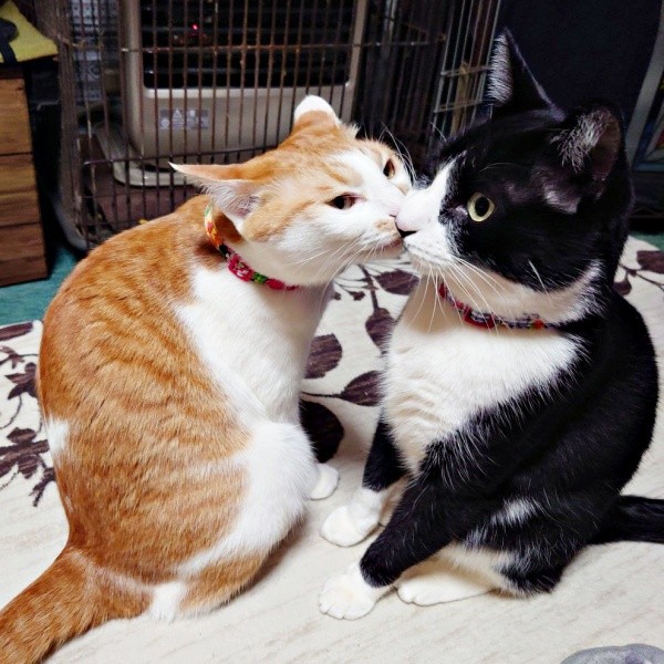 篤くんの毛づくろいをする美晴ちゃん（画像提供：Atsusi_Miharuさん）