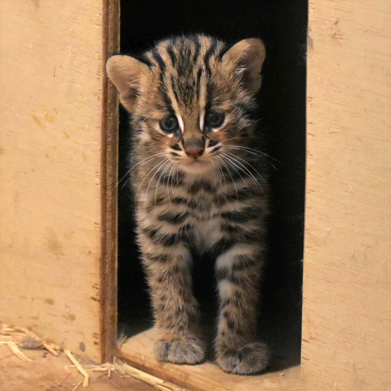 福岡市動物園、ツシマヤマネコ「なぎ」の命名式を開催