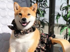 着心地もよくおしゃれに見えるお洋服でおめかし　柴犬「あさむらさん」
