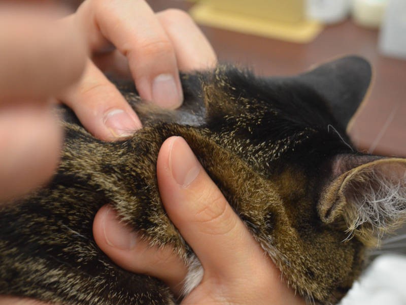 寄生虫予防・駆虫薬を滴下するときは、しっかり毛をかきわけて、皮膚に垂らすことがポイント