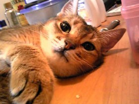 ギャル猫ディーナは和スイーツ好き？　脱走するもアイスで捕獲