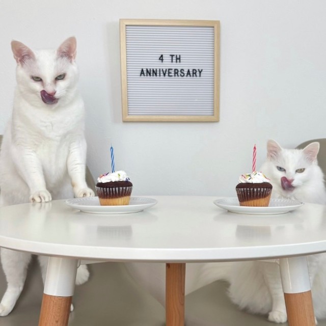 【アフター】目つきがあまりにも「殺し屋」！（画像提供：くうねる さん）