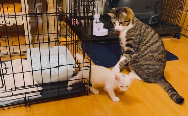 二度見したチョコくん。驚きを隠せない（「Kamui_310」さん提供、Xよりキャプチャ撮影）