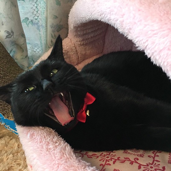 「おなかすいた、ごはんまだかな？」（雅子さん提供）