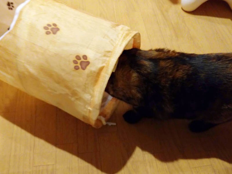 あんずも興味を持ち始めました