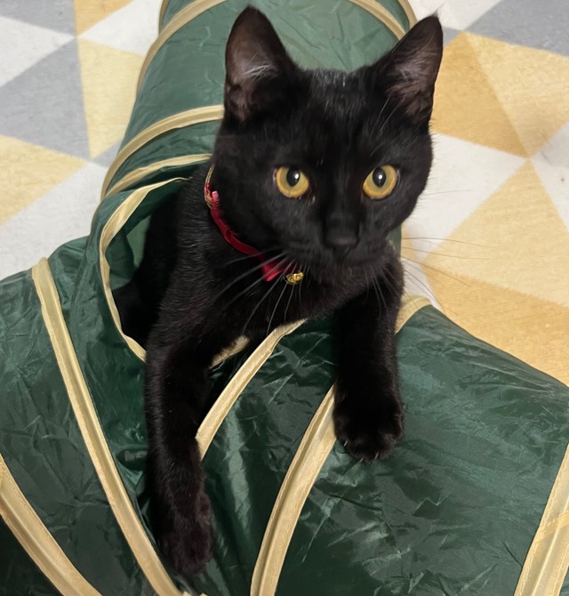 4匹目の家族になった黒猫のテテちゃん（画像提供；つくきな ココテテさん）