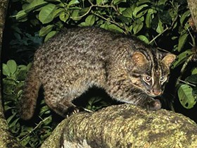 イリオモテヤマネコ、どうして減った？　交通事故も大きな原因